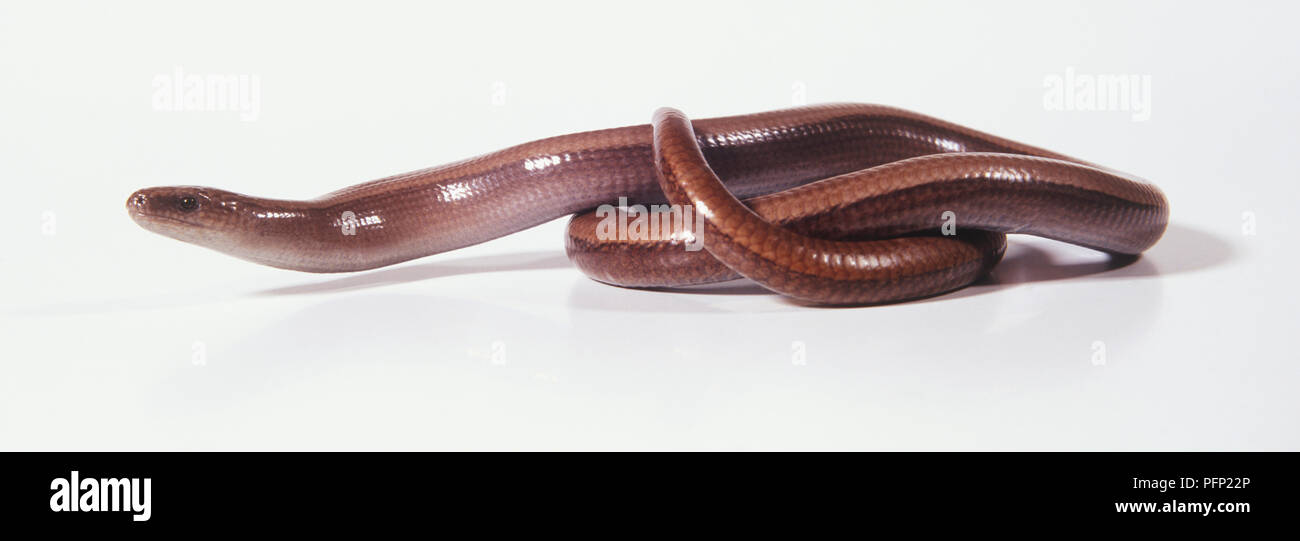 Slowworm (Anguis fragilis), a snake-like lizard, curled up Stock Photo