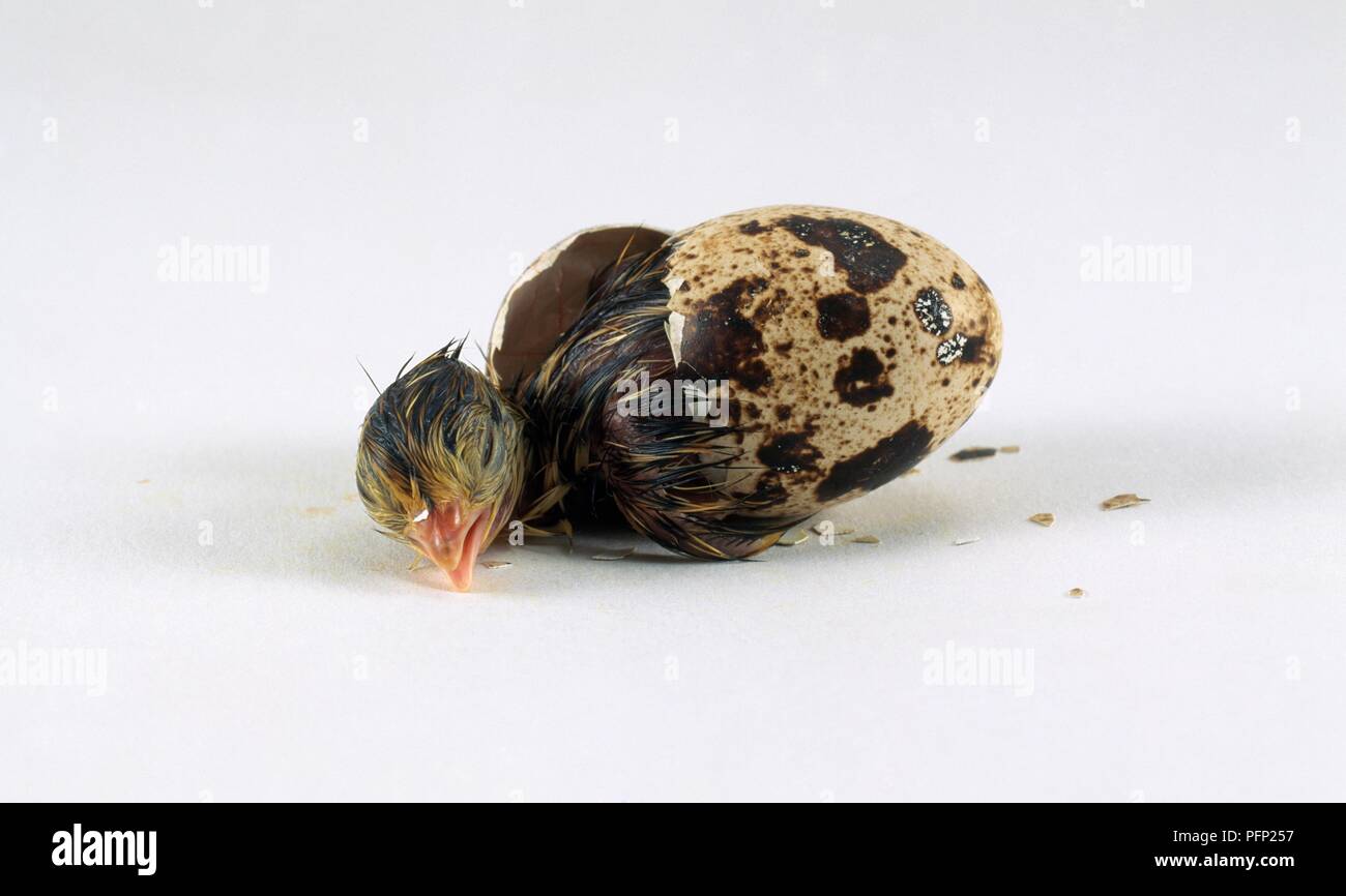 Coturnix Japonica High Resolution Stock Photography and Images Alamy