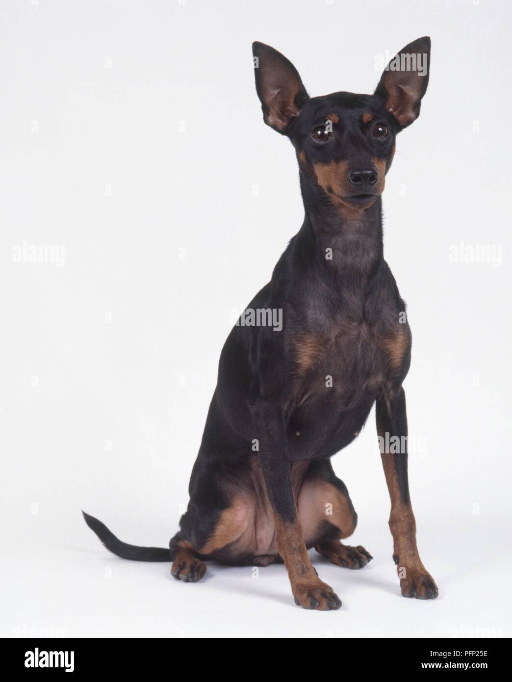 English Toy Terrier Black And Tan Sitting Front View Stock Photo Alamy