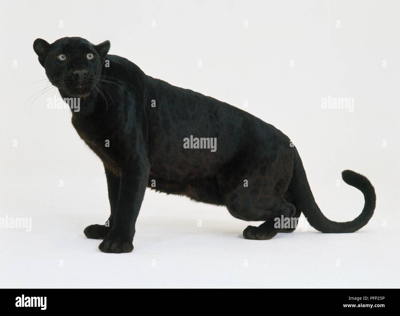 Black leopard (Panthera pardus), side view Stock Photo - Alamy