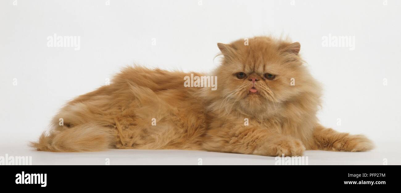 Red Self Longhair Cat Lying Down Stock Photo Alamy red-self-longhair-cat-lying-down-stock-photo-alamy