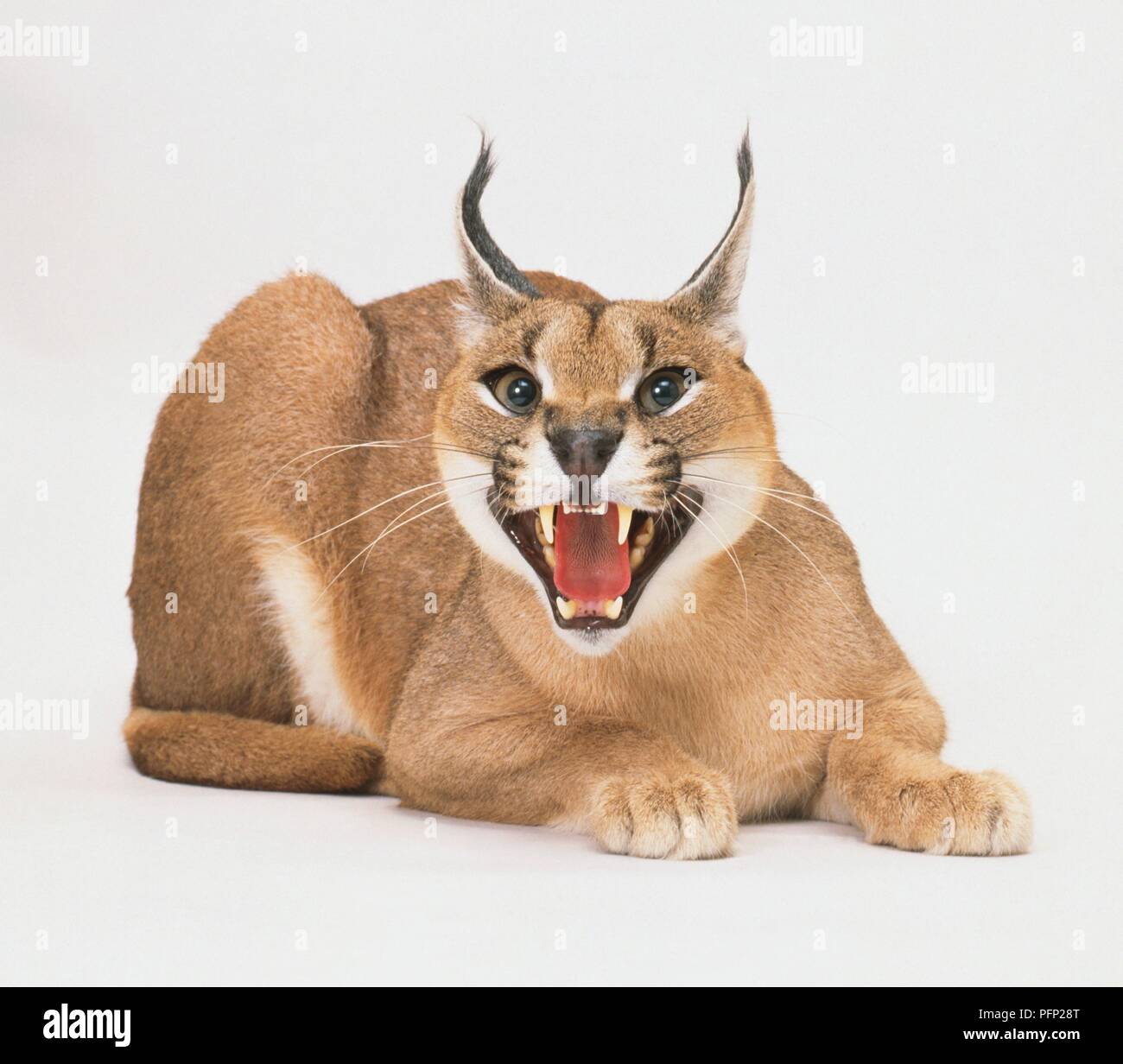 caracal lynx