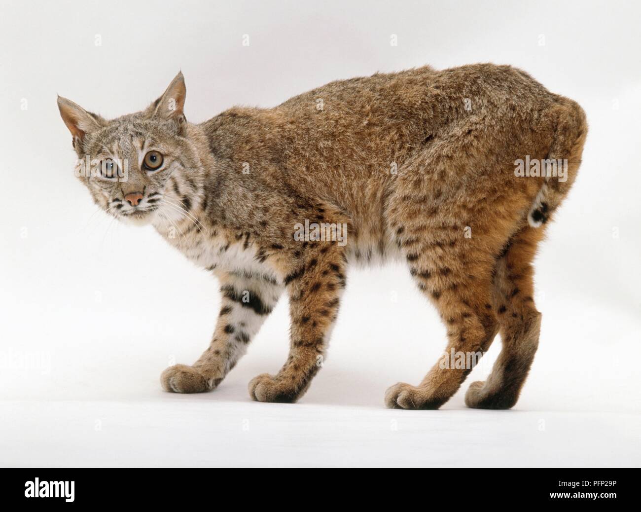 Bobcat (Felis rufus) standing Stock Photo