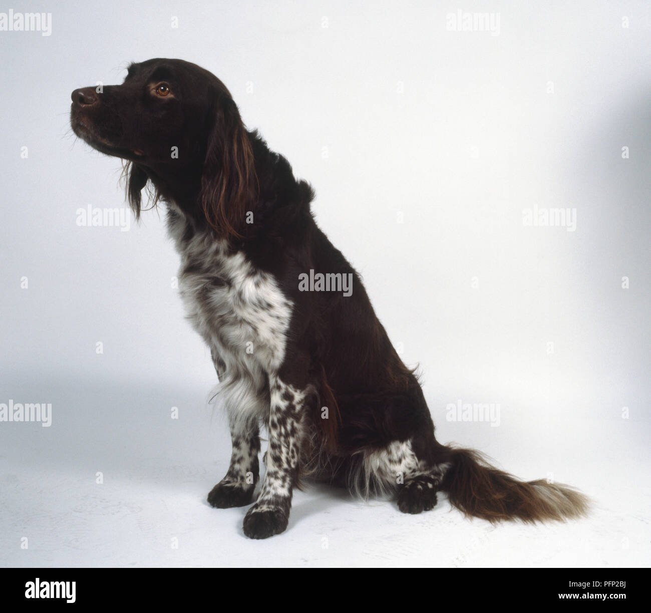 A Seated Long Haired Black And White Munsterlander With Feathered