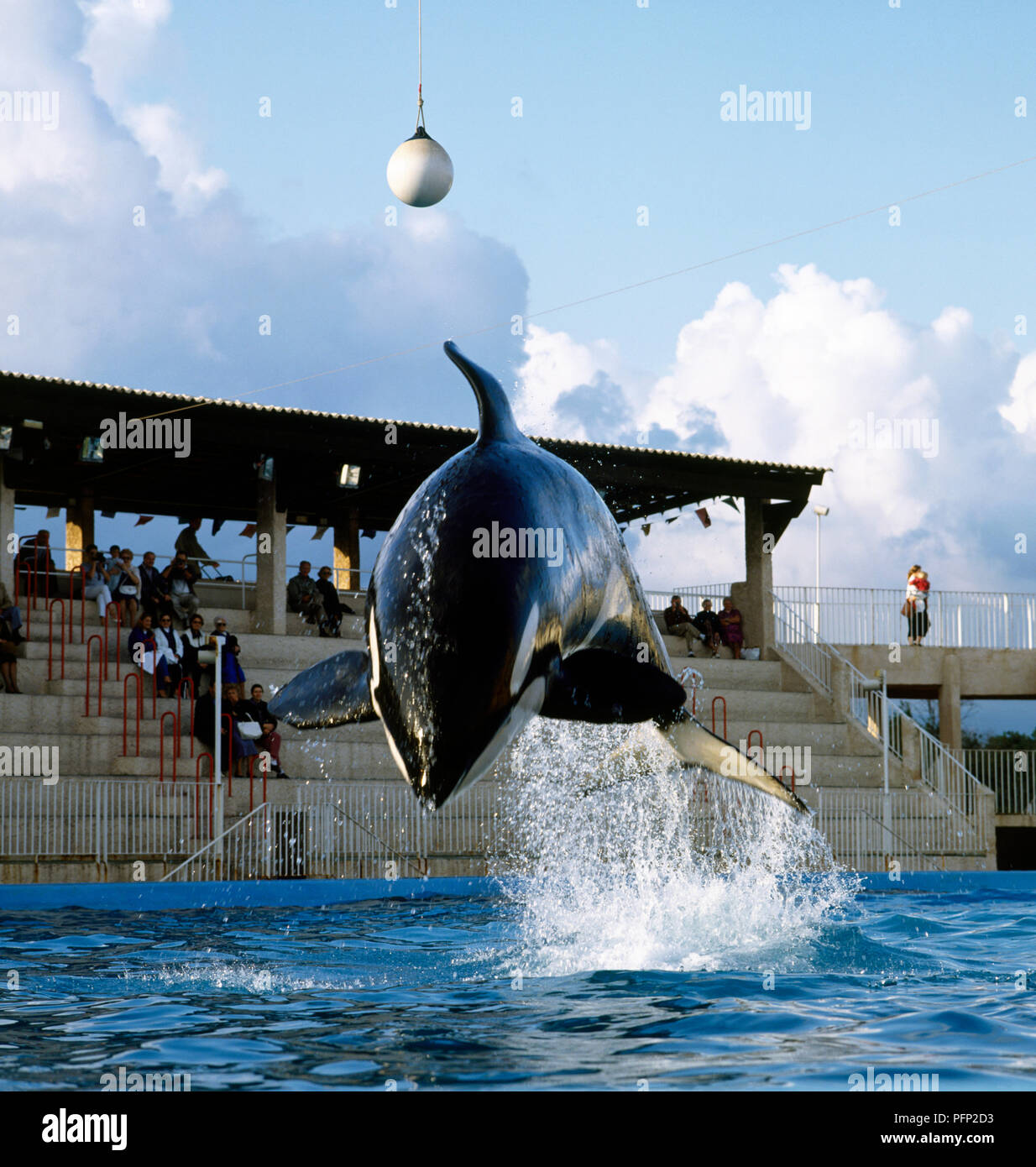 Front view of leaping Killer Whale, Orcinus orca Stock Photo Alamy