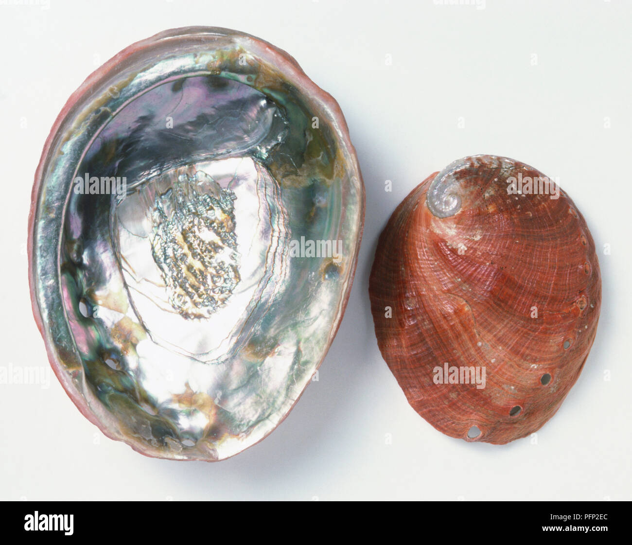 Upper and underside view of Red Abalone shell Stock Photo