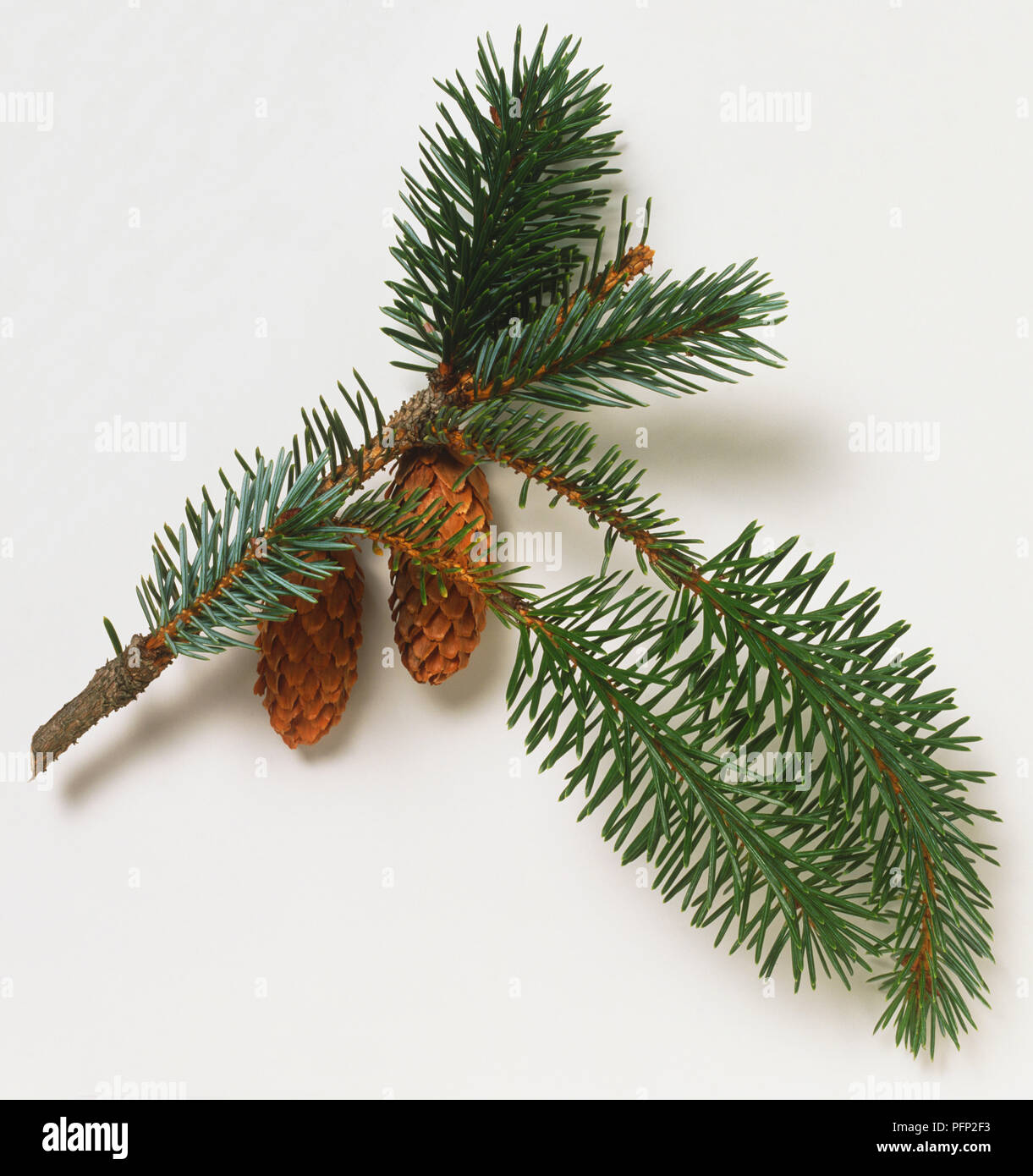 Picea sitchensis, Sitka Spruce needles and cones. Stock Photo