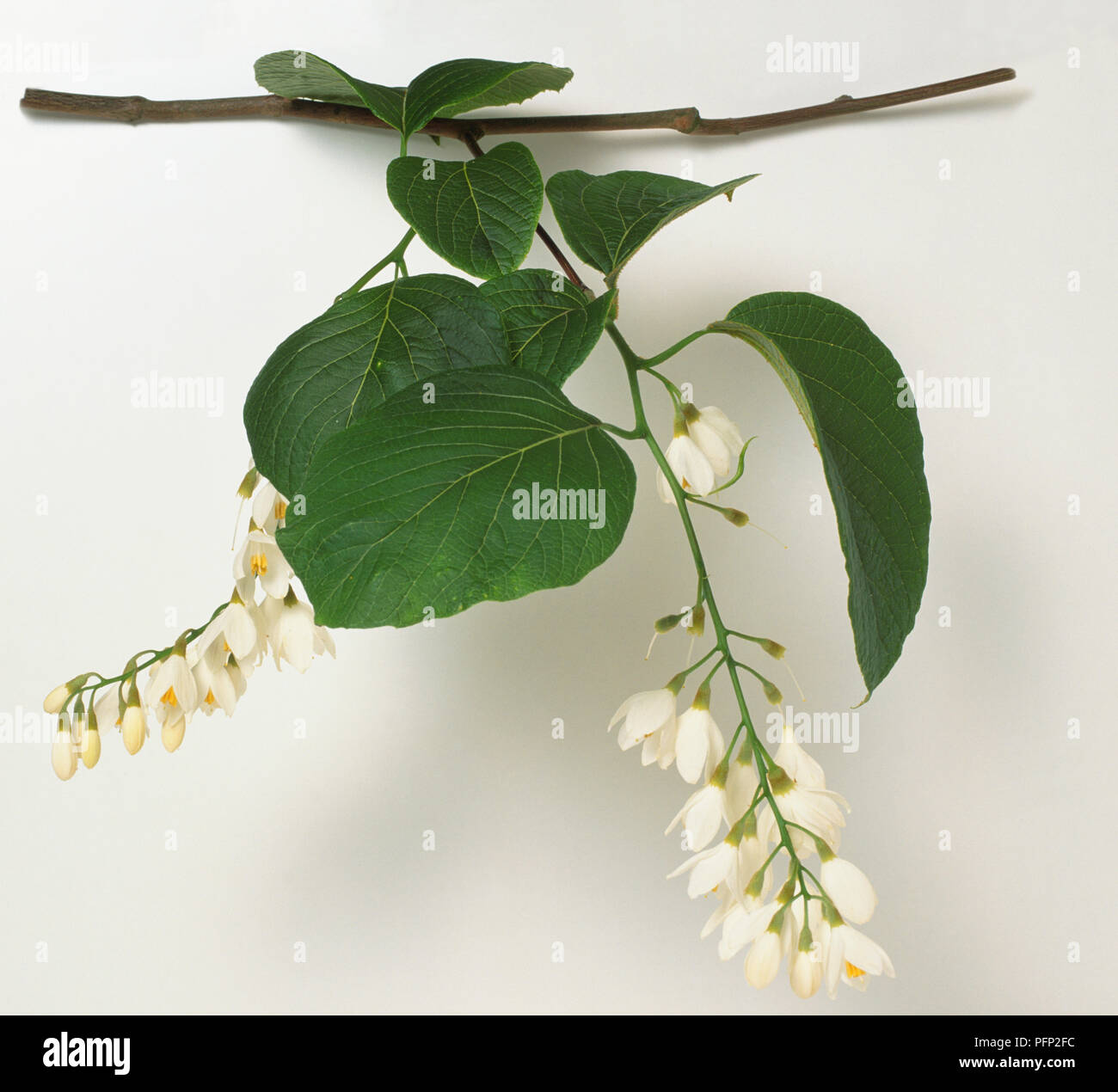 Styracaceae, Styrax obassia, grey-brown stem, large rounded leaves, and hanging loose racemes of white flowers with yellow anthers. Stock Photo