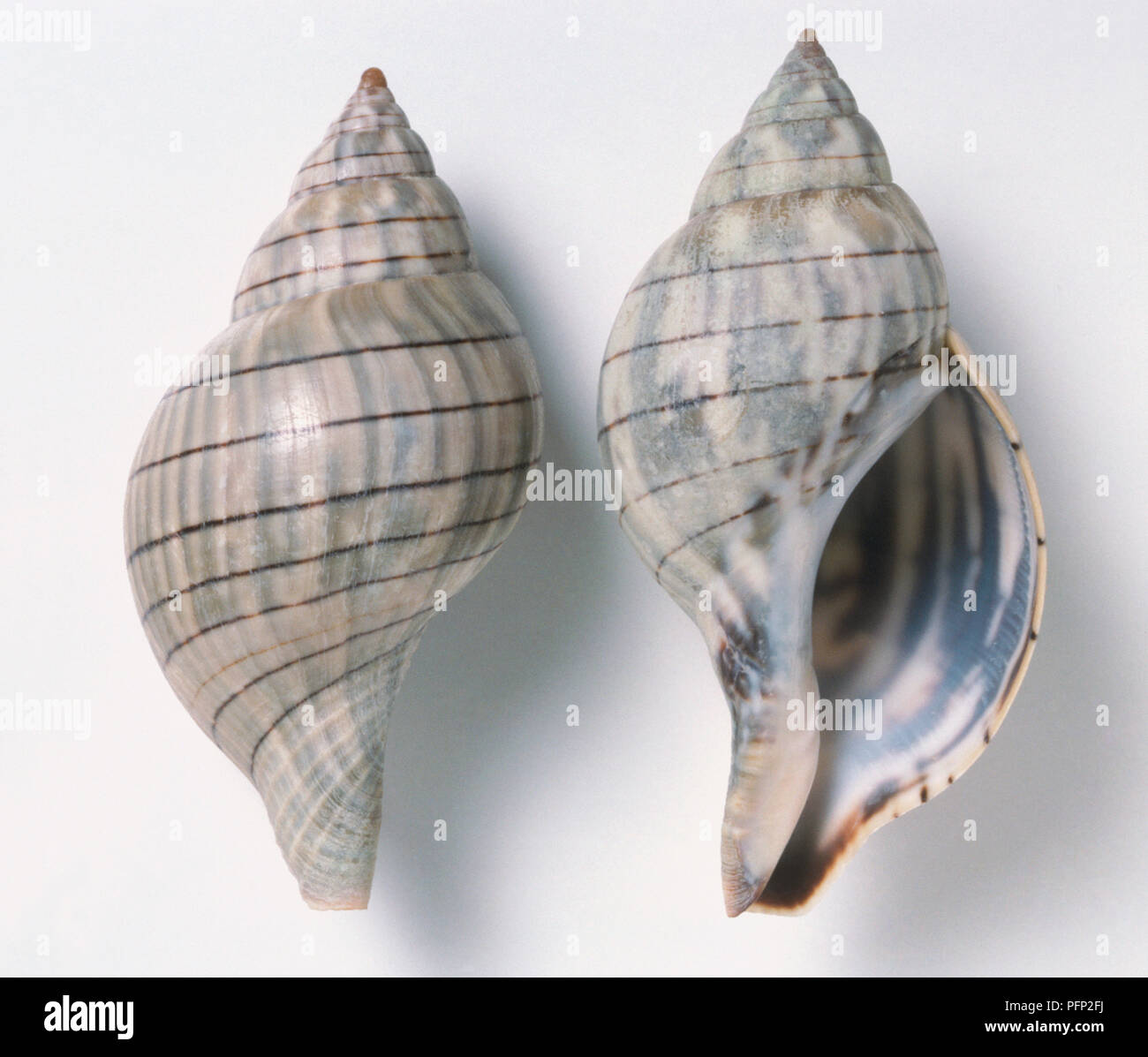Two Banded Tulip shells (Fasciolaria lilium), close up. Stock Photo