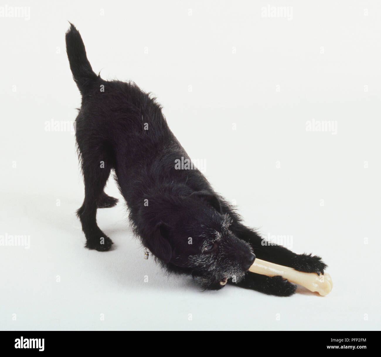 A shaggy black dog chews on a cylindrical bone or toy while crouching with its hind quarters in the air. Stock Photo