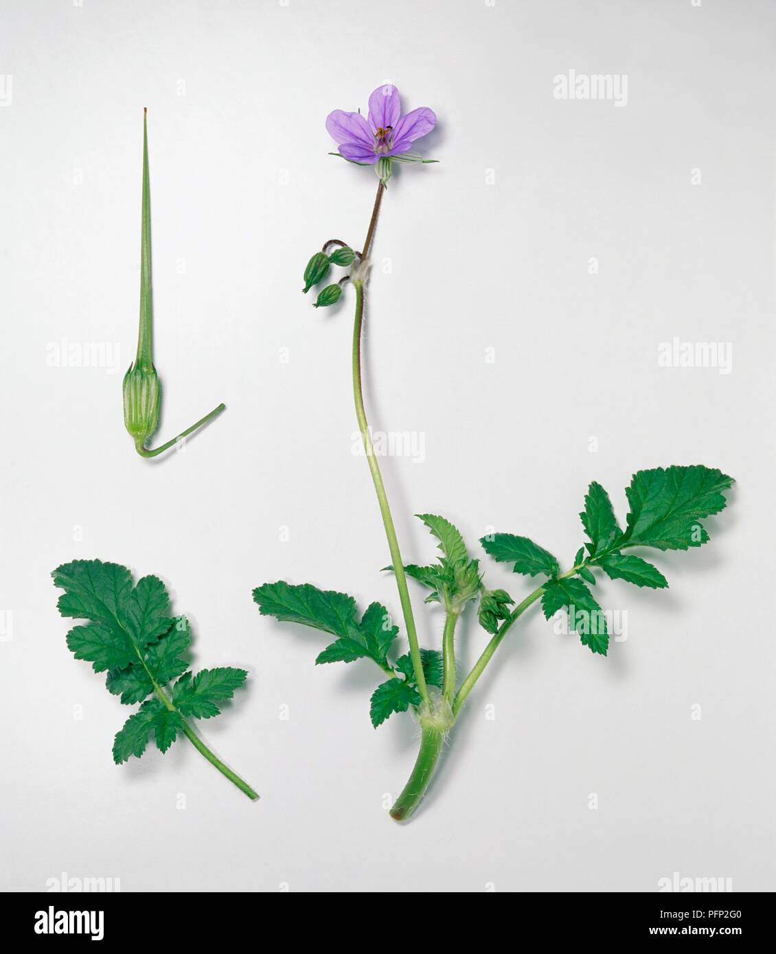 Erodium ciconium (Long-beaked Storksbill), puple flower, green buds and leaves on long stems Stock Photo
