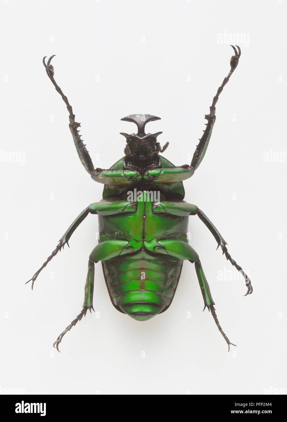 Underside of shiny green chafer beetle (Neptunides polychromus) showing legs attached to the thorax and the flat scoop shaped horn over its head. Stock Photo