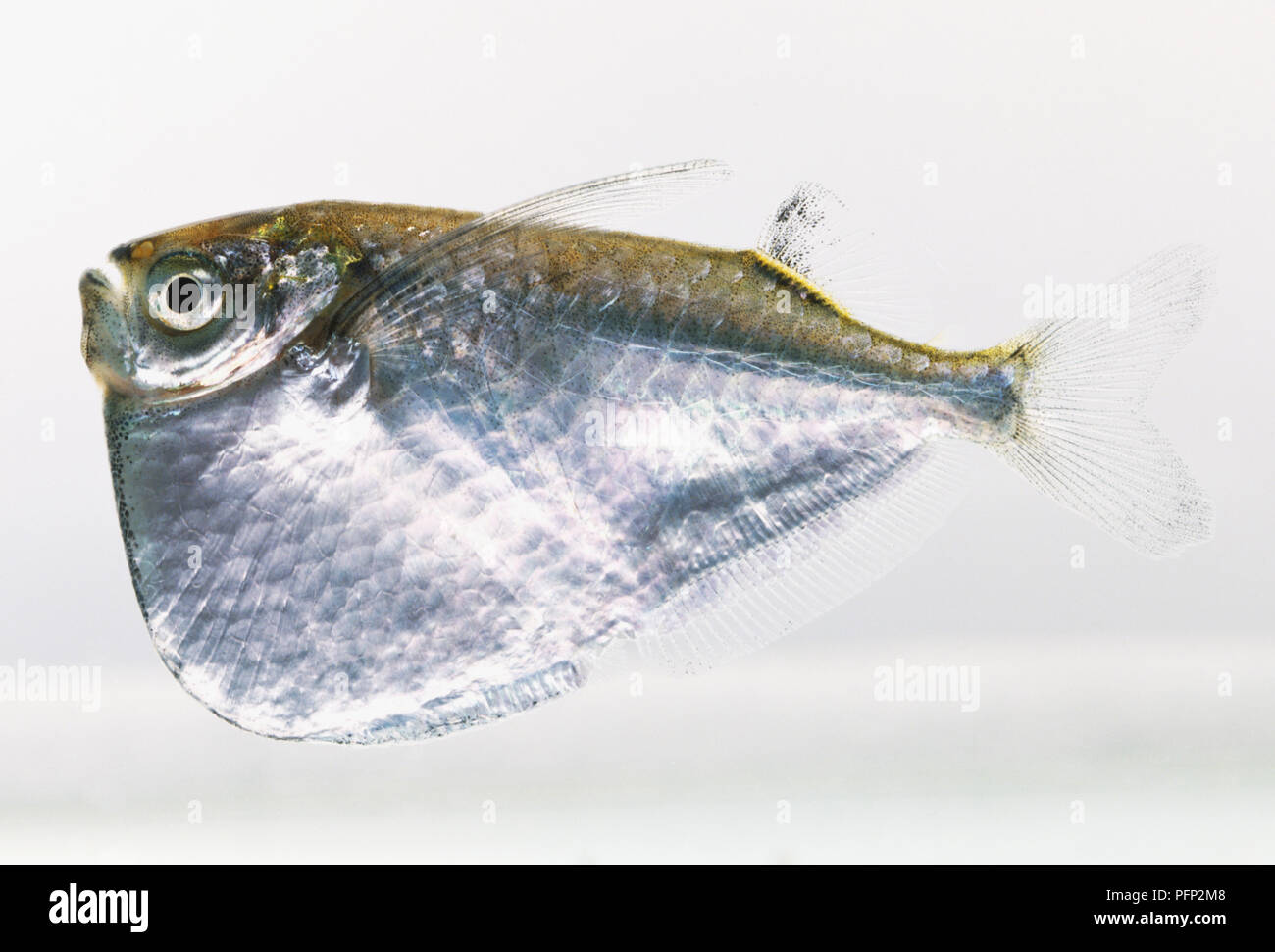 Freshwater Hatchetfish Stock Photo