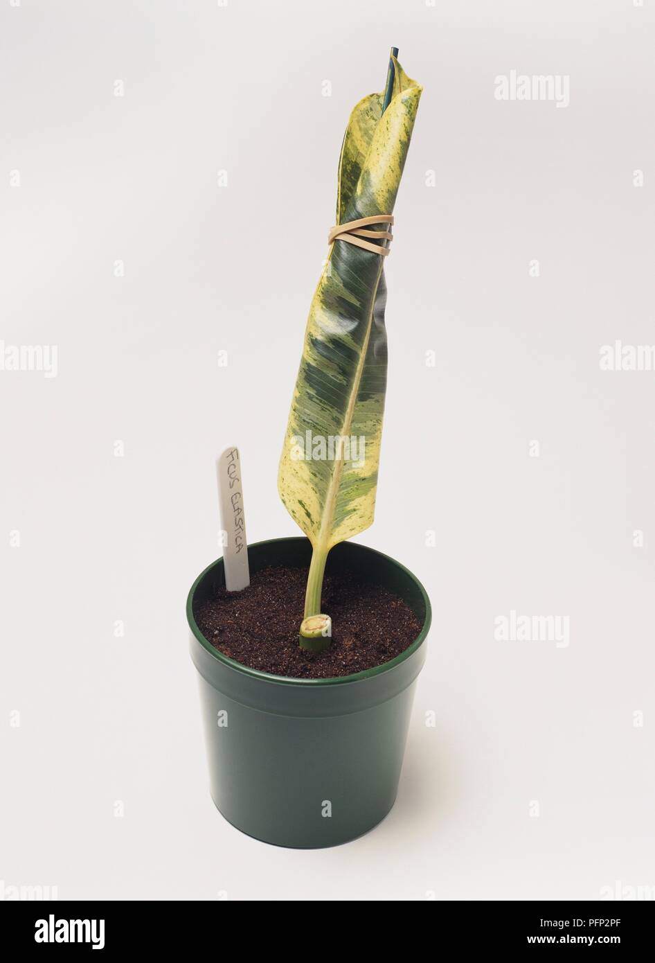 Botany, Flora, Ficus elastica stem cutting and leaf rolled up with rubber  band in plant pot with label Stock Photo - Alamy