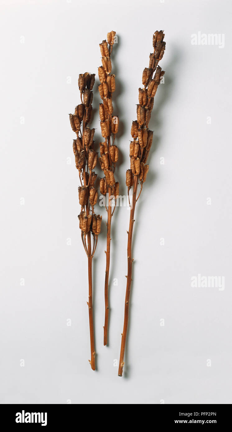 Dried Aconitum napellus (Monkshood, Aconite) seedheads or seed pods on upright stems Stock Photo