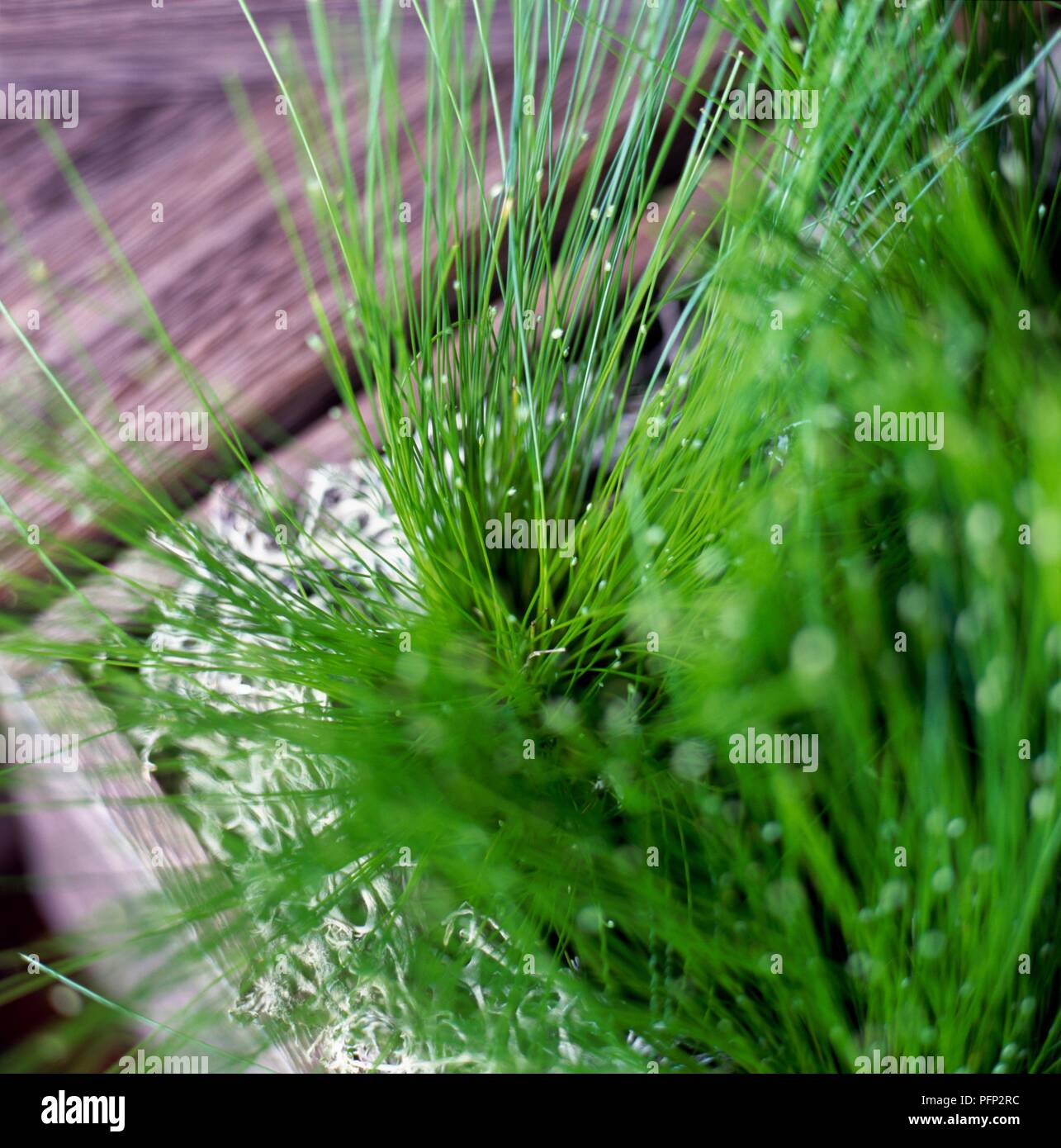Isolepis cernua (Fibreoptic grass) in container indoors, close-up Stock Photo