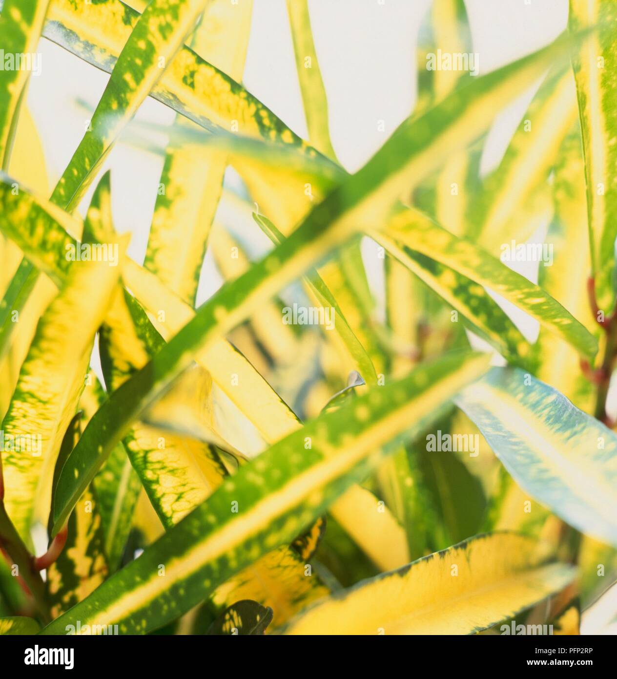 Mottled green leaves hi-res stock photography and images - Alamy