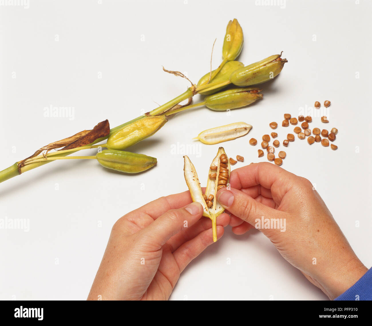 Hands collecting seeds from a ripe seedhead capsule of Iris laevigata
