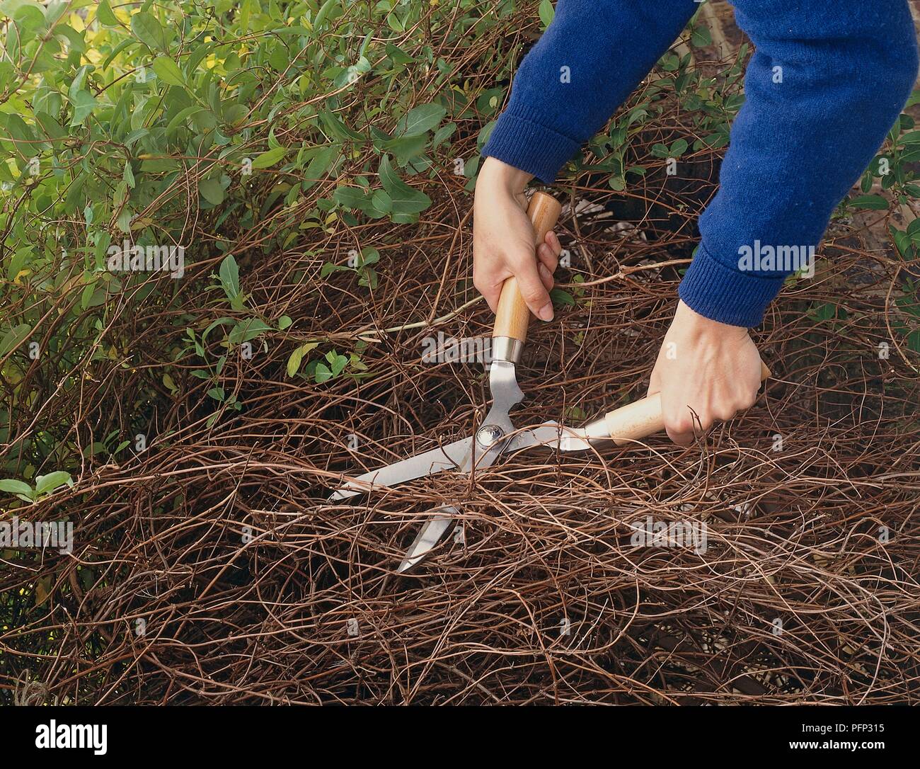 Densely growing climber being cropped back to base with shears Stock Photo