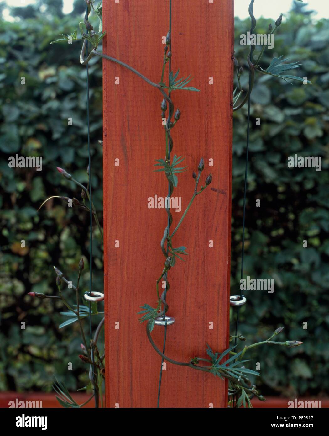 Detail of pole from pergola with stabilising wire for climbing plants to latch onto, close-up Stock Photo
