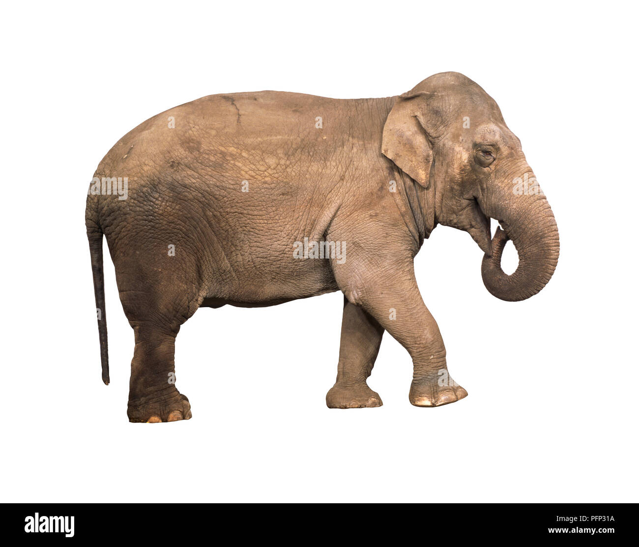 Asian or Asiatic Elephant (Elephas maximus) with tip of trunk in open mouth Stock Photo