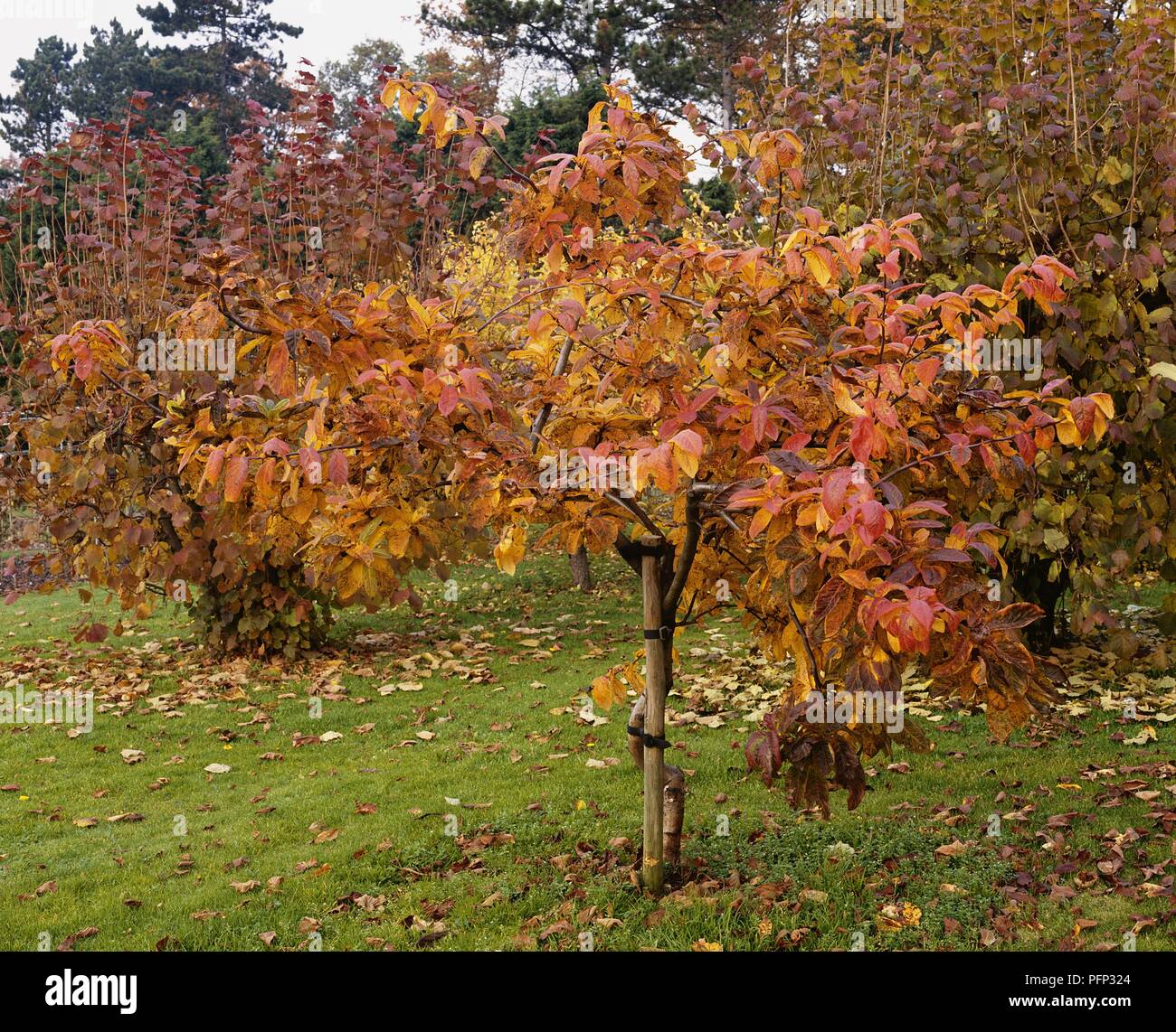 Mespilus germanica (Common medlar) tree showing red and yellow autumn foliage Stock Photo