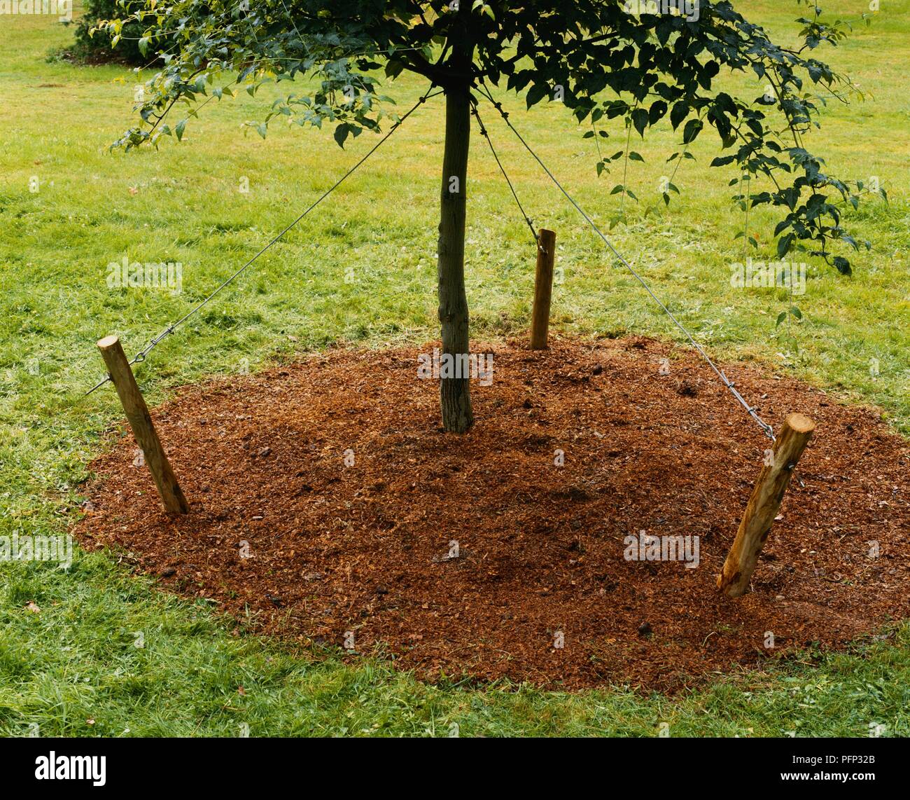 Tree trunk supported by steel guy ropes attached to wooden stakes Stock