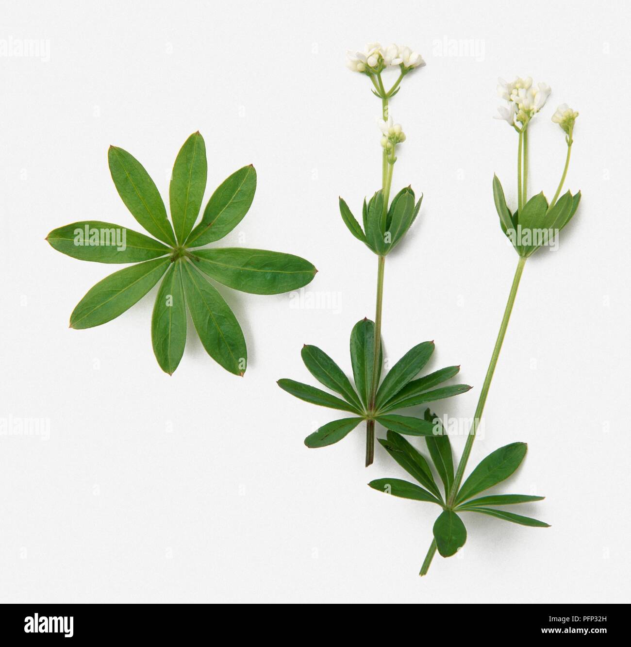 Galium odoratum, syn. Asperula odorata (Sweet woodruff), leaves and flowers Stock Photo