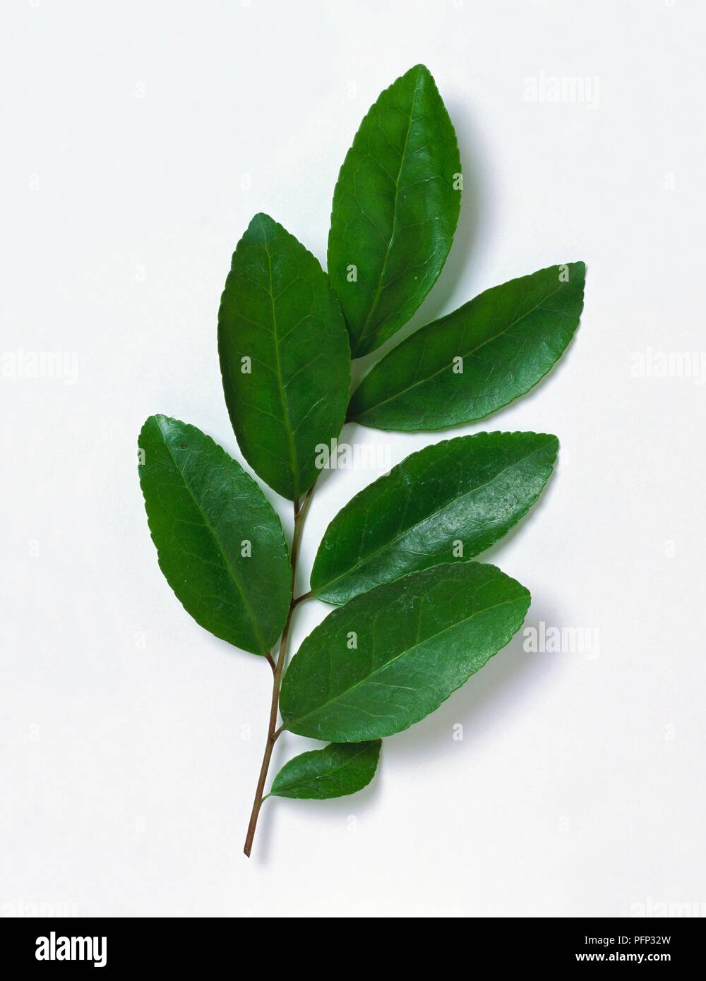 Leaves from Ilex vomitoria (Black drink plant) Stock Photo