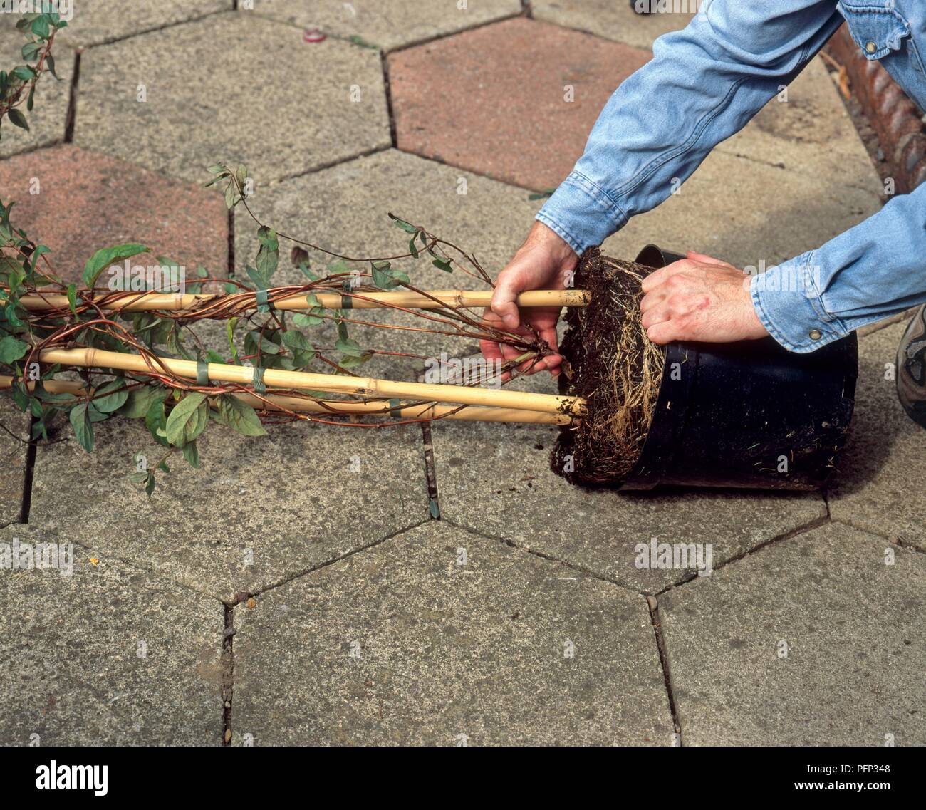Removing honeysuckle plant from its pot, root ball showing dense growth