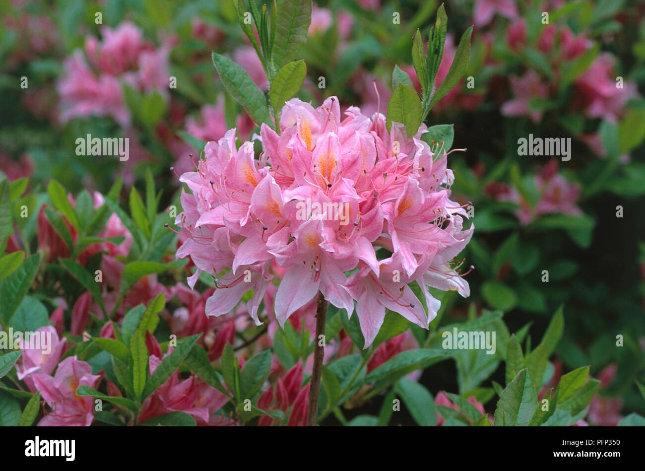 Rhododendron 'Reve d'Amour', cluster of pink flowers, close-up Stock Photo