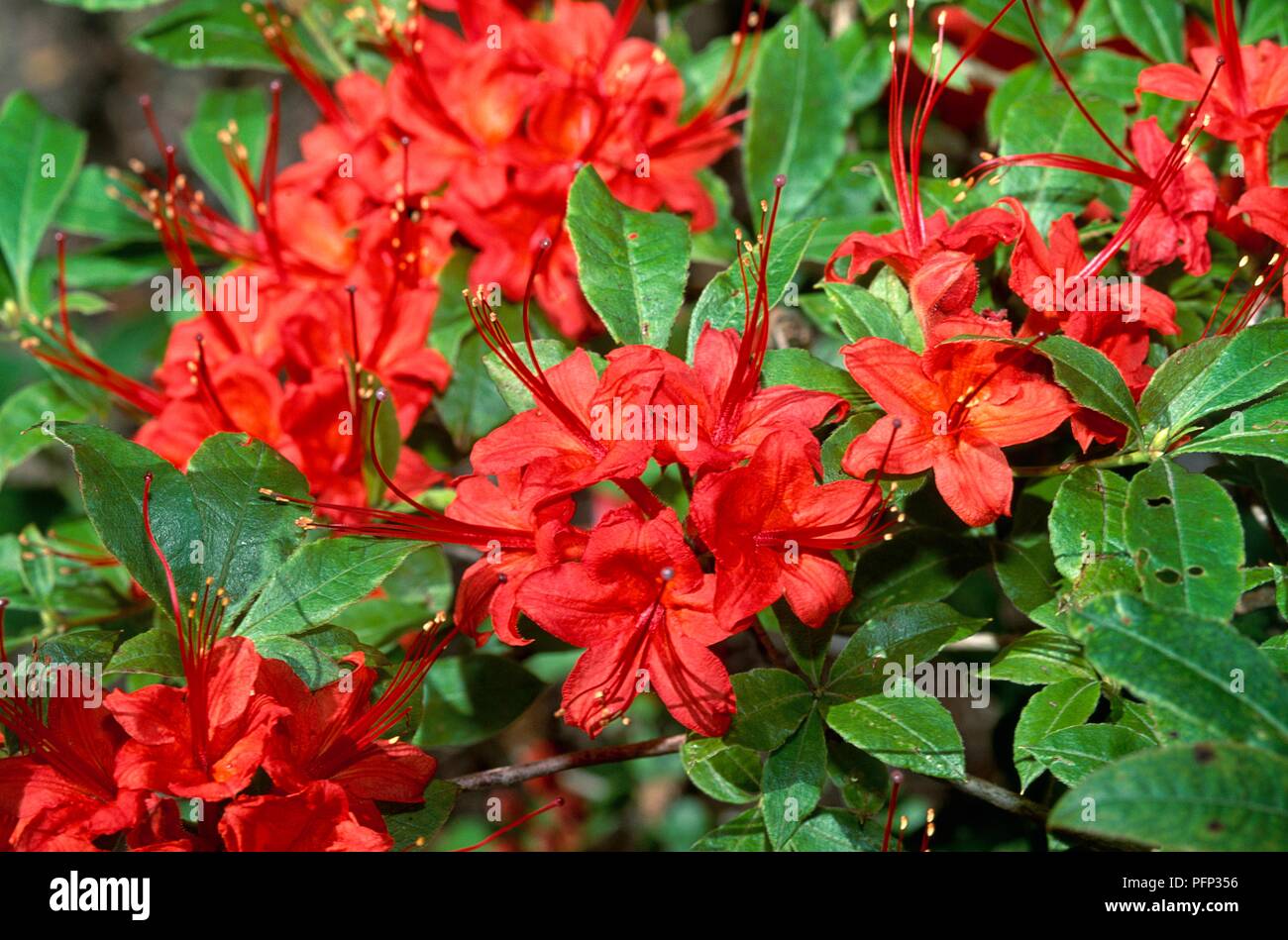 Rhododendron prunifolium 'Hillier', red flowers, close-up Stock Photo