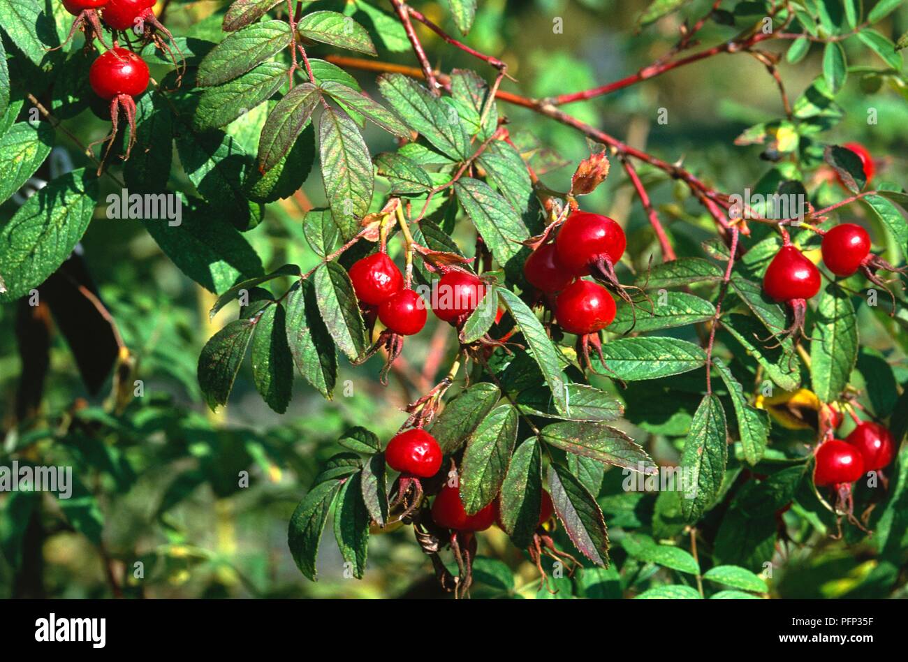 Rosa davurica hi-res stock photography and images - Alamy