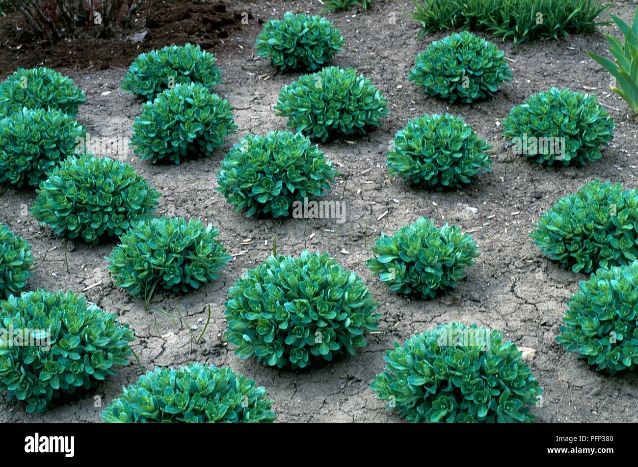 Sedum spectabile 'Autumn Joy' (Stonecrop), balls of succulent leaves on dry soil Stock Photo