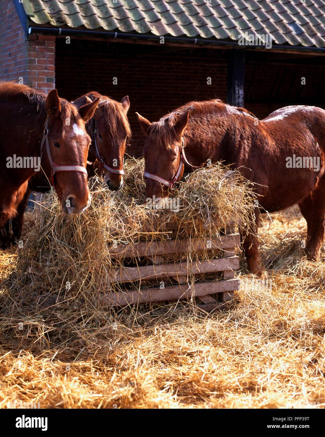 Three brown horses feeding on hay Stock Photo Alamy