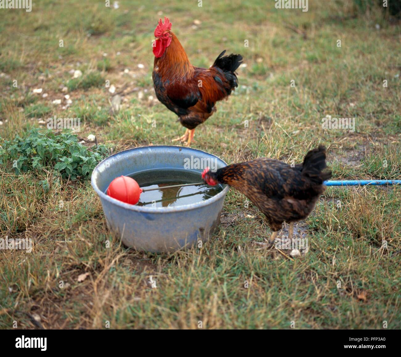 Chicken drinking water from bowl with cockerel standing on grass in backround Stock Photo