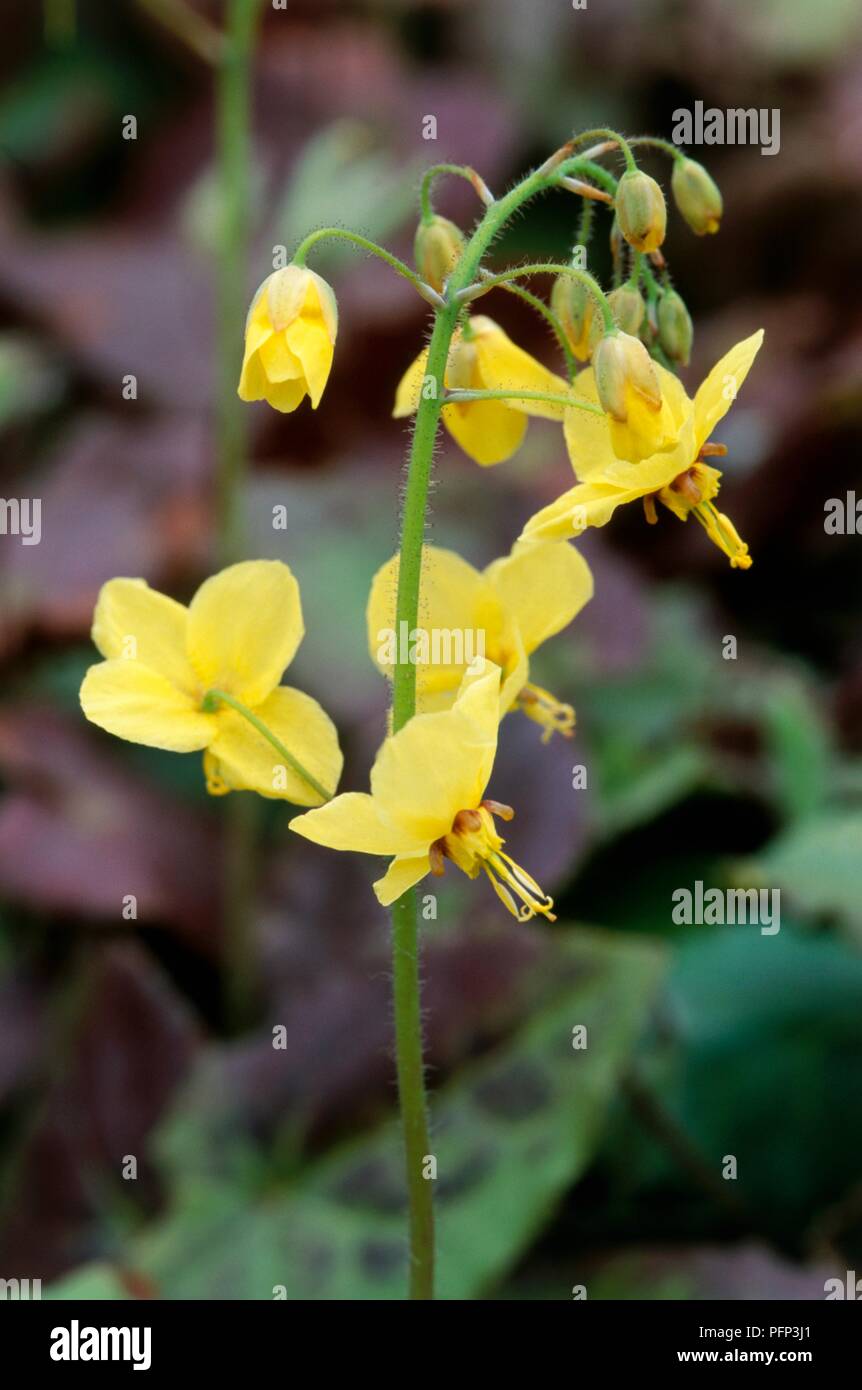 Yellow flowers long stem hires stock photography and images Alamy