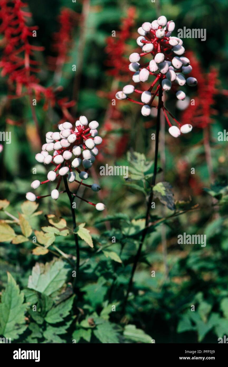 thumbnail image 2 of 5 Doll's Eye Baneberry / White Cohosh Native Wildflower Bulbs Perennial Spring Blooms 2 of 6