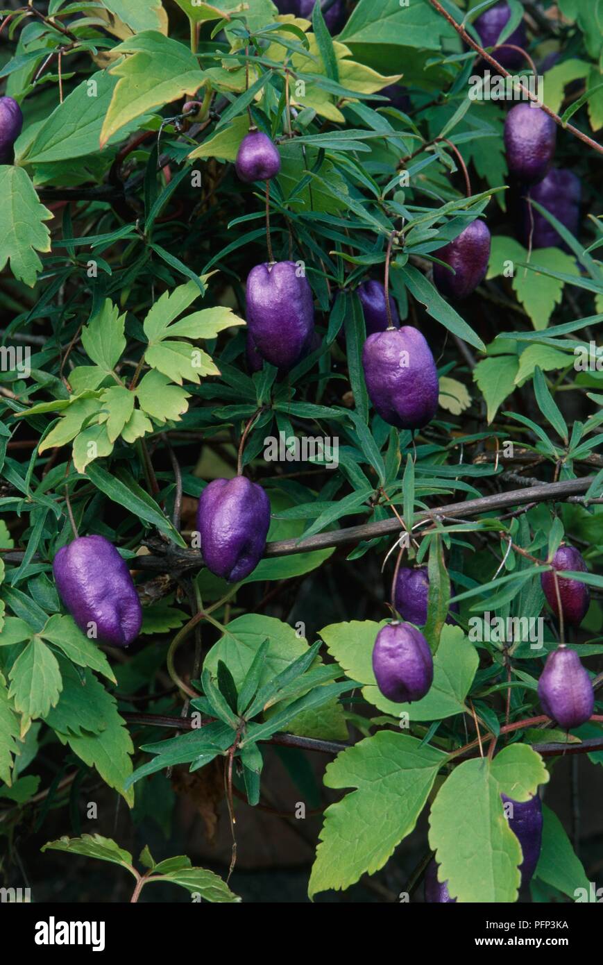 Billardiera longiflora hires stock photography and images Alamy