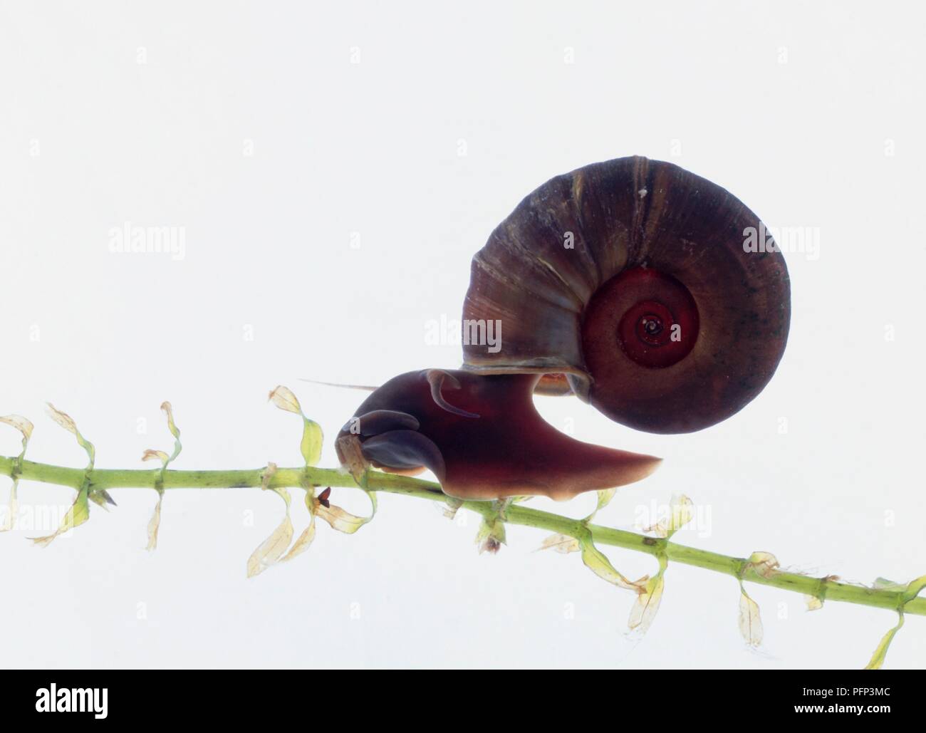 Pond snail (Lymnaeidae) on the stem of an aquatic plant, eating leaves, side view Stock Photo