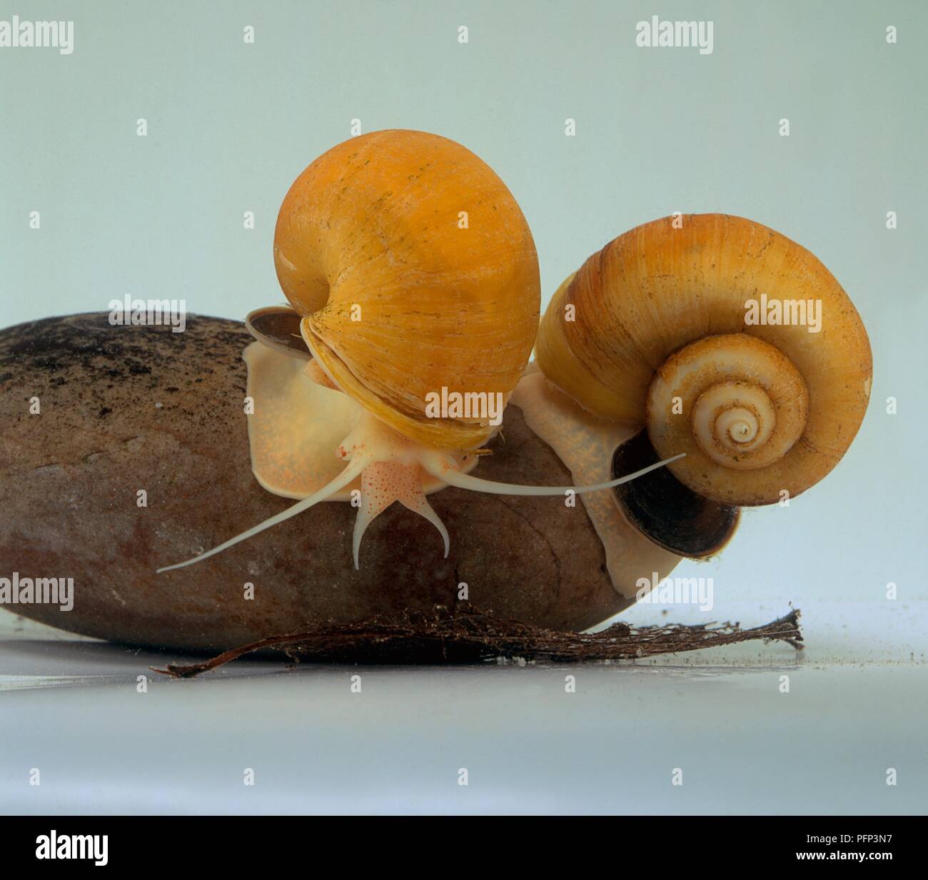 Two freshwater Apple Snails Pomacea on rock in fish tank Stock Photo Alamy