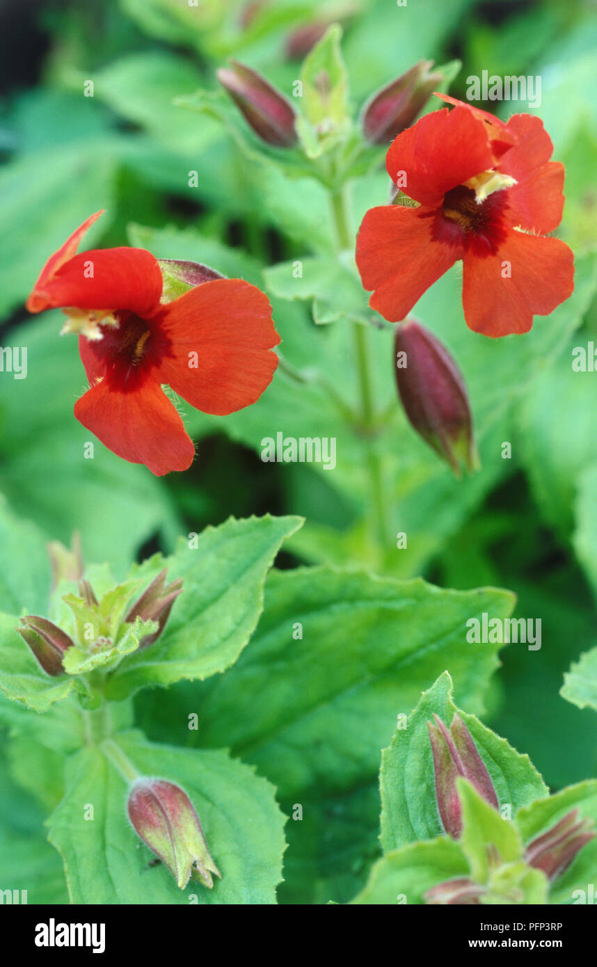 Mimulus Cardinalis (Scarlet monkeyflower) red flowers, buds, and green leaves, close-up Stock Photo