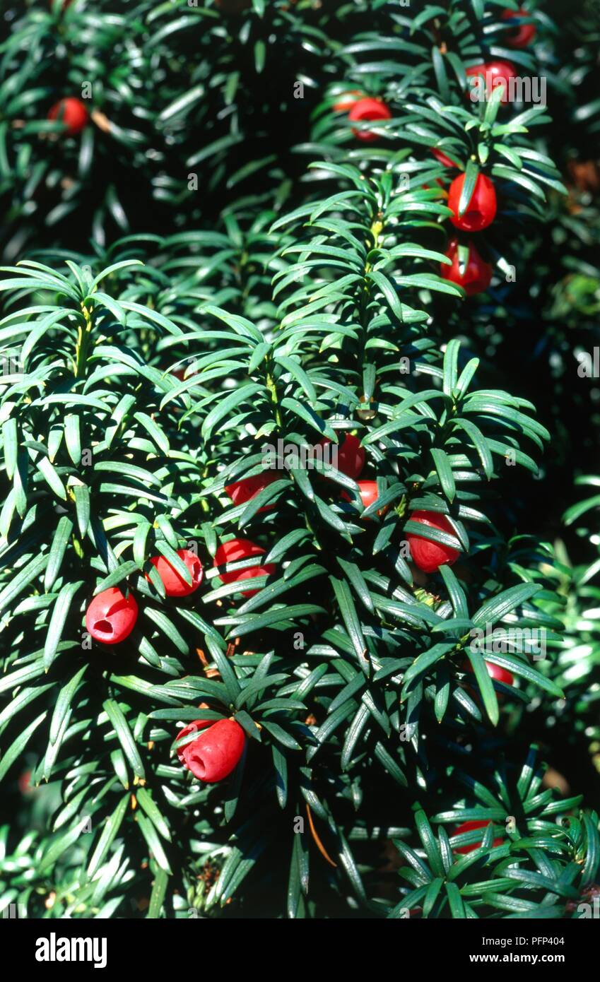 Taxus baccata 'Fastigiata' (European Yew), with red fruit and dark green leaves Stock Photo