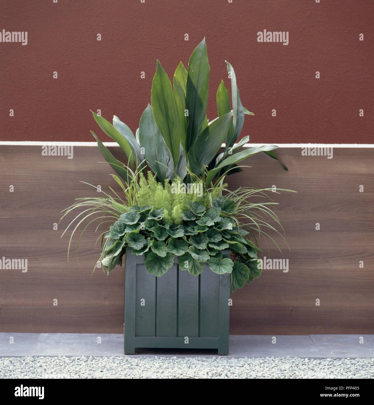 Fern, grass and aspidistra leaves in container Stock Photo