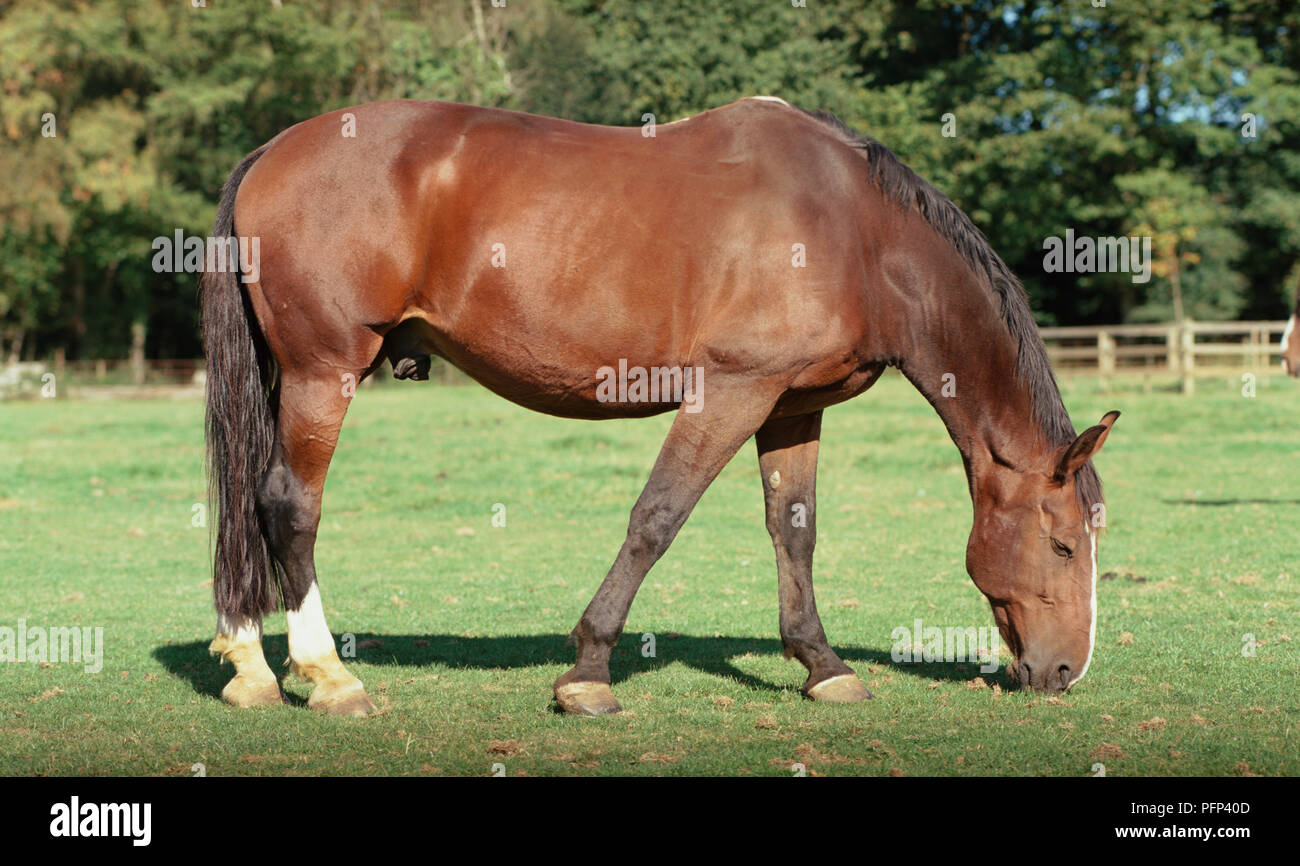 Light bay horse, grazing, side view Stock Photo Alamy