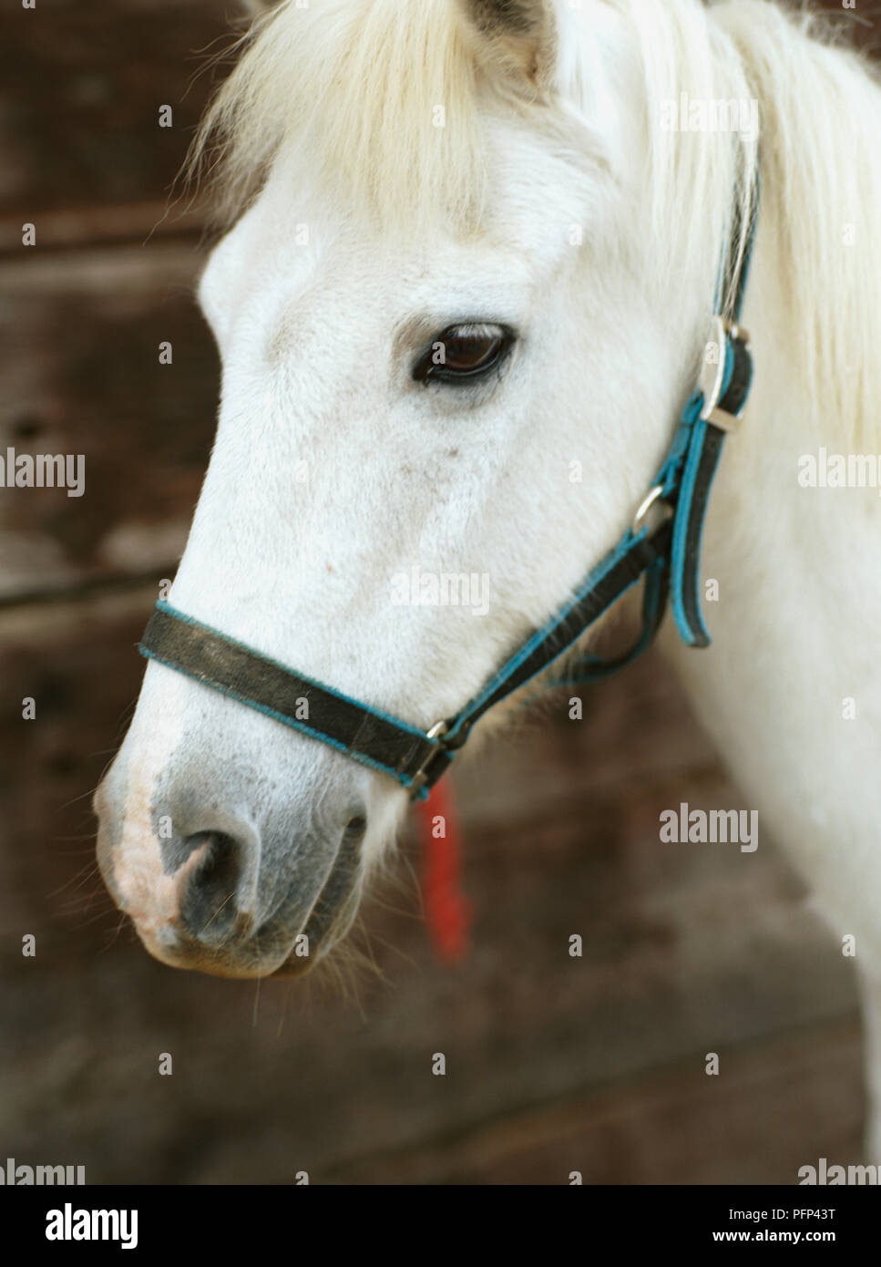 Grey horse, with white fur close up of head. Stock Photo