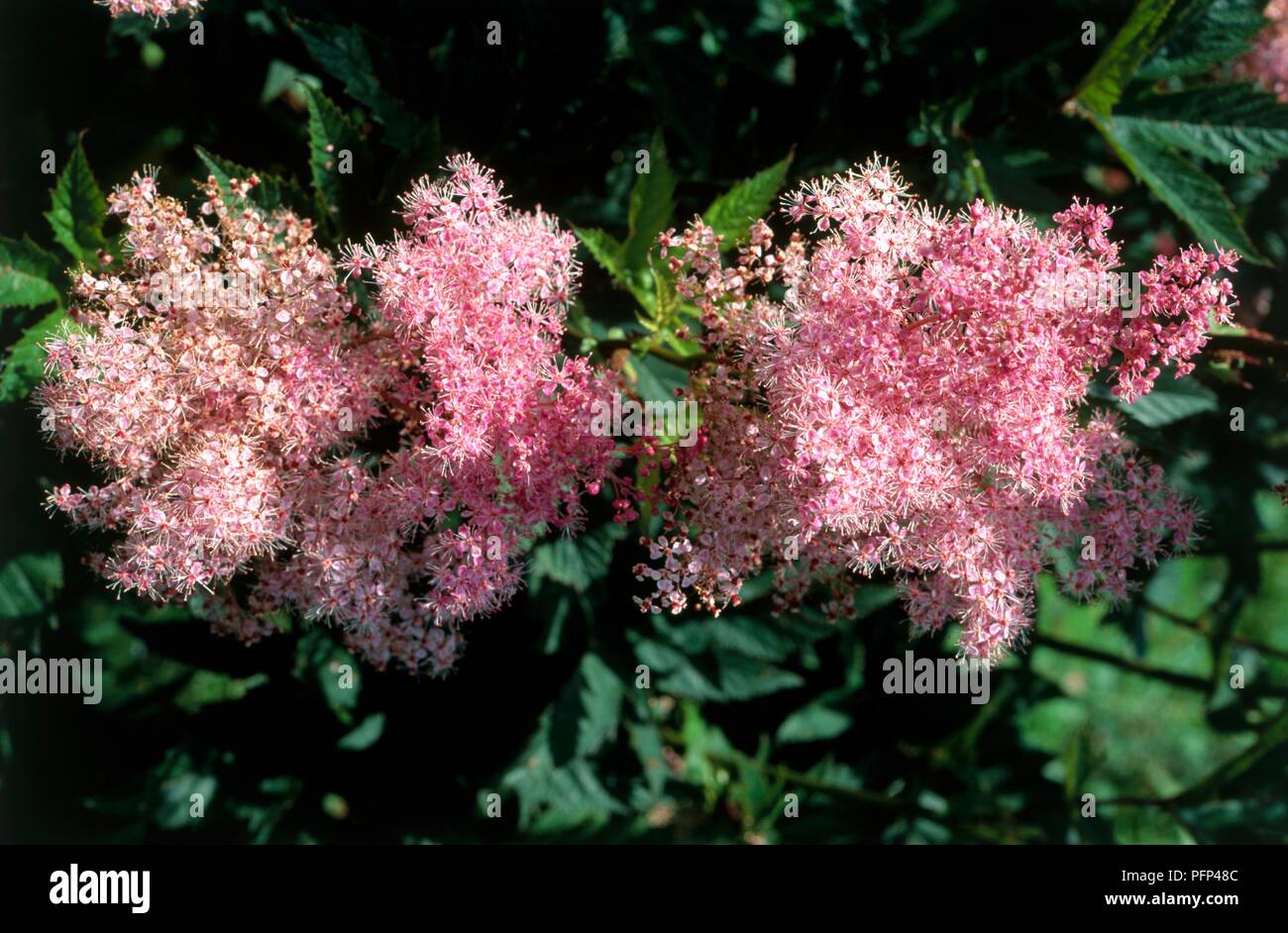 Filipendula rubra 'Venusta' (Queen of the prairie), pink flowers Stock Photo