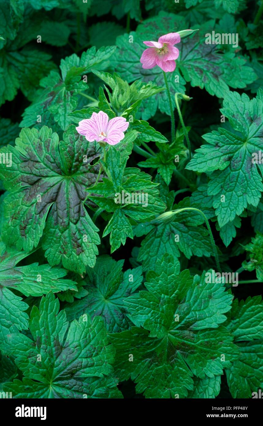Geranium x Oxonianum 'Walter's Gift', large green leaves with pink flowers Stock Photo
