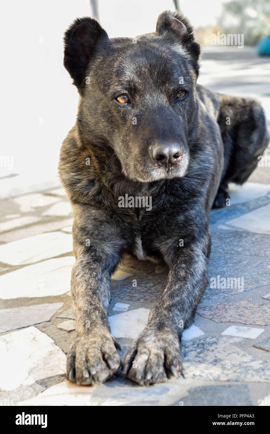 Fila de São Miguel a Portuguese race from Açores since séc XVI Island,  guard dog used to farmers for keeping cows safe in the mountains Stock  Photo - Alamy