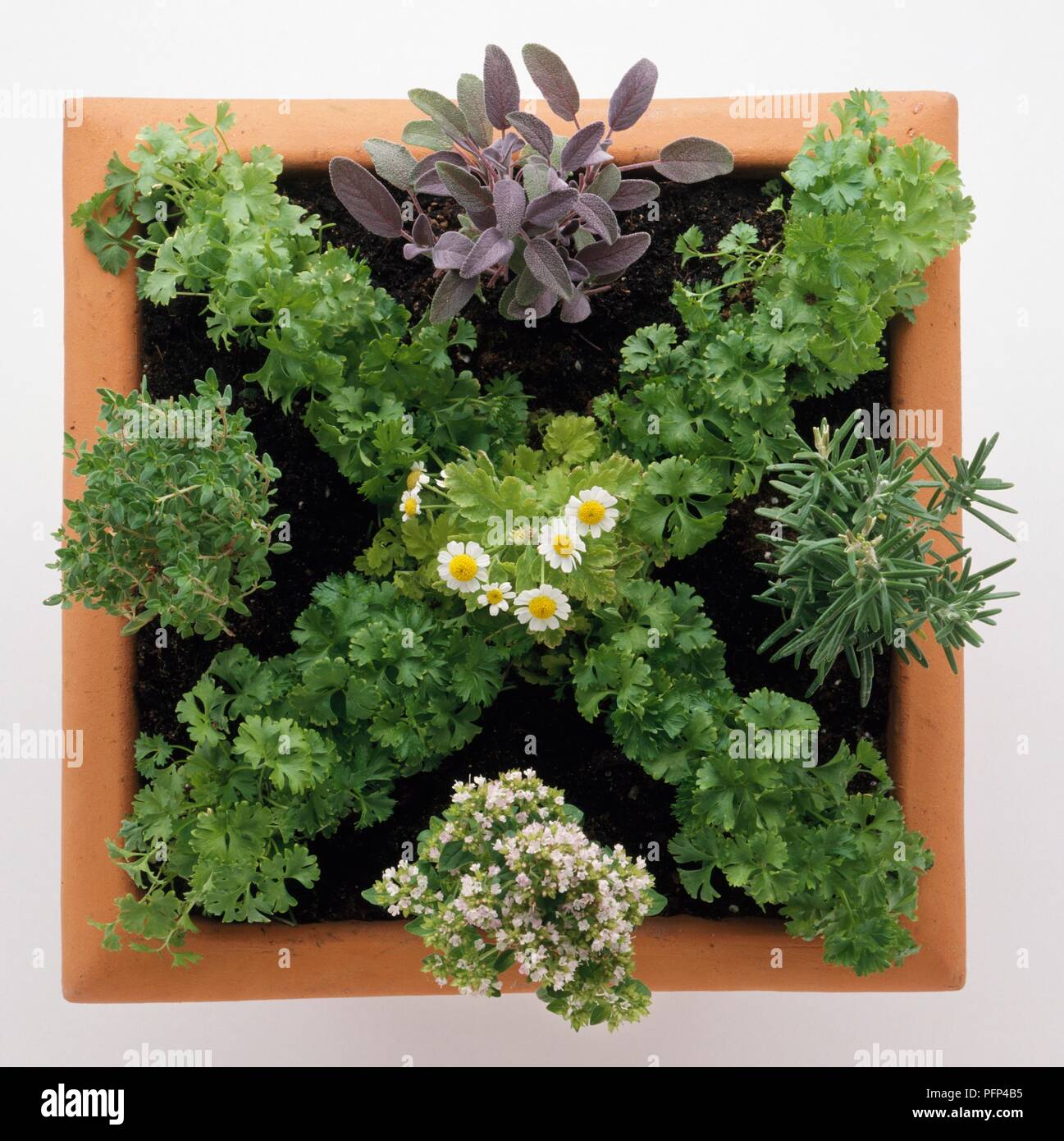 A terracotta, square container planted with herbs arranged in a mini knot design Stock Photo